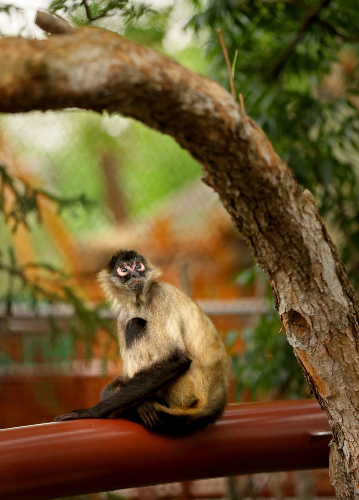 New outdoor primate area to open to public